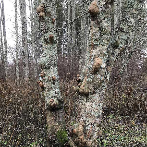 Tammenlehti lepp&auml;